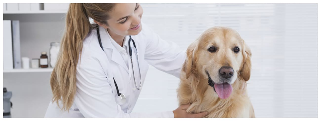 Veterinaria acaricia a un perro